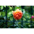 Blooming in Silence