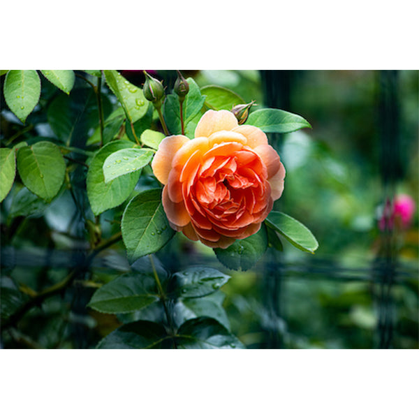 Blooming in Silence