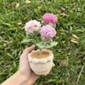 Bonsai (Potted Flower)