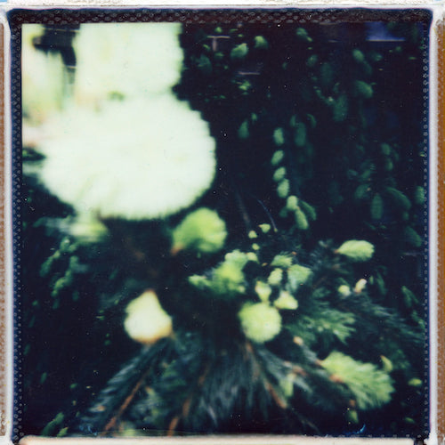 Dandelion Polaroid