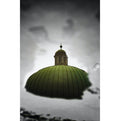 Drops of Saged Memories