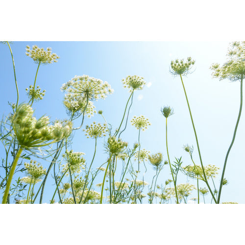 Meadow