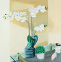 Phalaenopsis Aphrodite