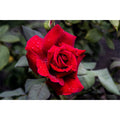 Rose of Life