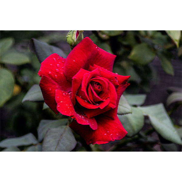 Rose of Life
