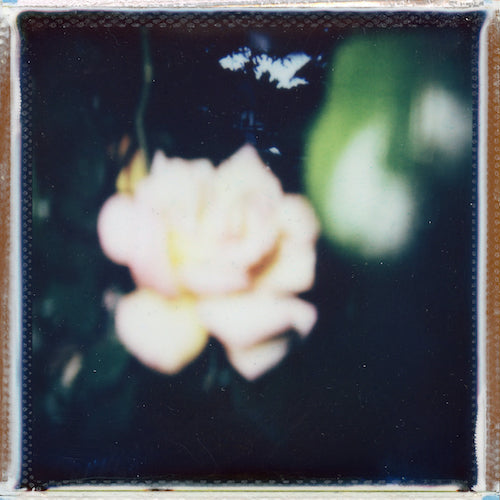 Rose Polaroid