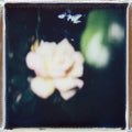 Rose Polaroid