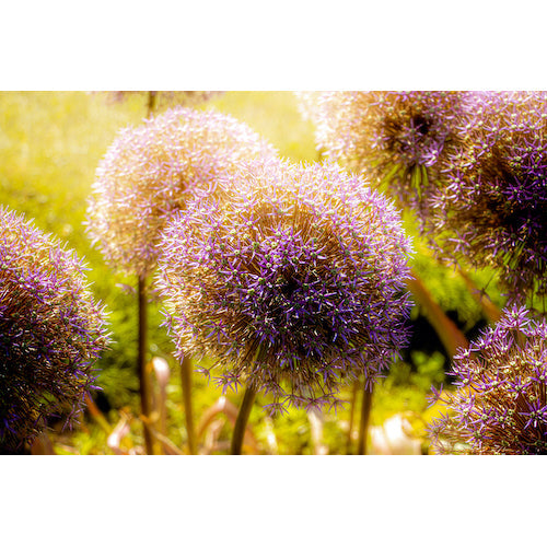 Sugar Plum Fairy